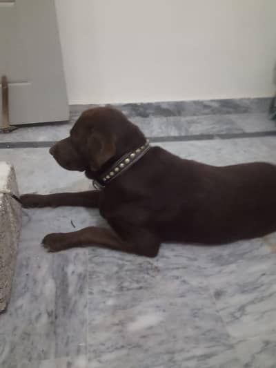 Labra dor brown fully vaccinated well trained fully friendly