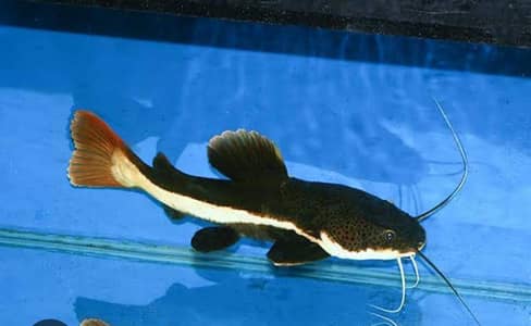 Red Tail catfish