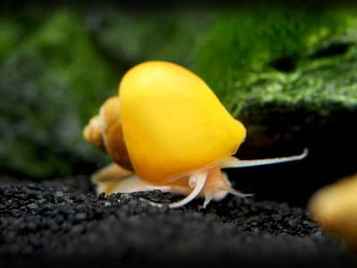 Mystery, zebra nitrate snails for aquarium