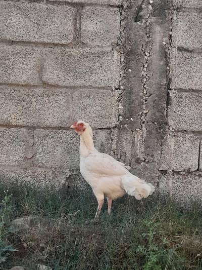 Aseel Heeri Madi with 1 heera chick