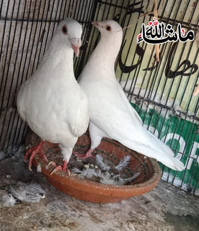 Qasid Paper White Breder Pair For Sale