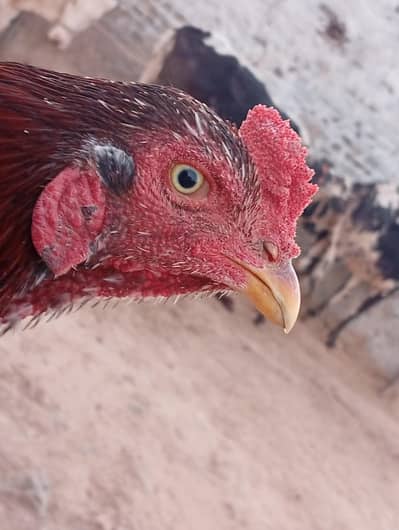 interested guys only