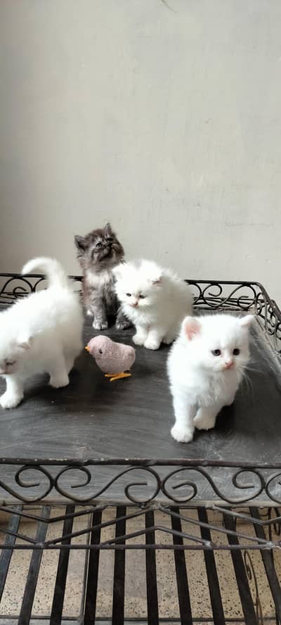 Persian kittens #0345_1739402