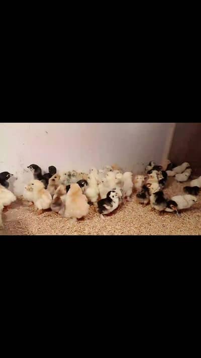 SHAMO/BUFF/BANTAM/SEBRIGHT/MILIFLOWER/HEERA/SILKY/POLISH/TURKEY