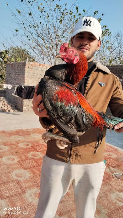 aseel murga kara siya