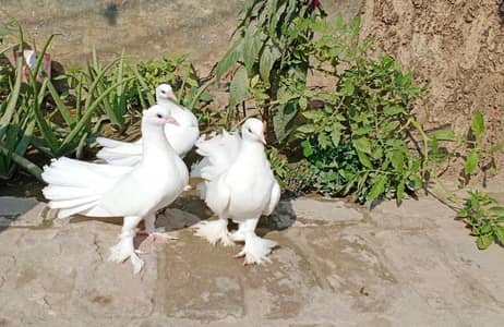 LAKAY PIGEONS