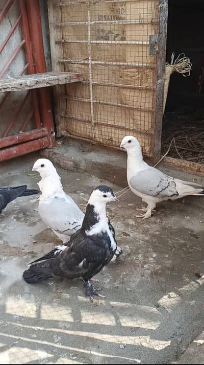 sentient breedar pair