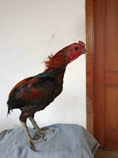 Dragon aseel black eyes