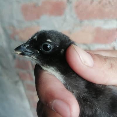 black, blue , brown dragon chicks 