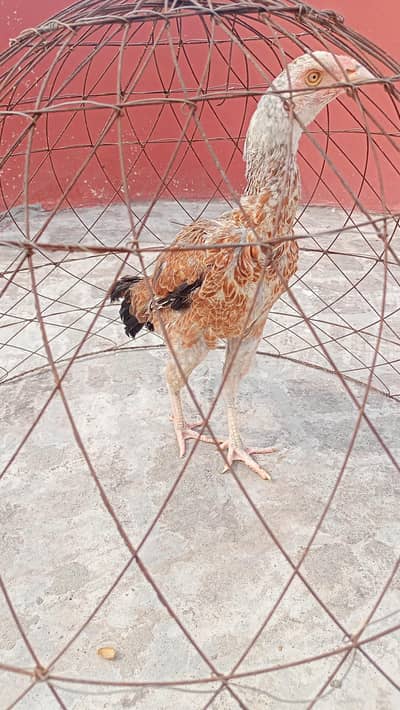 aseel hen for sale