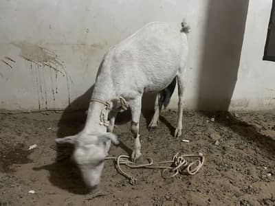 Teddy bakri sale pregnant