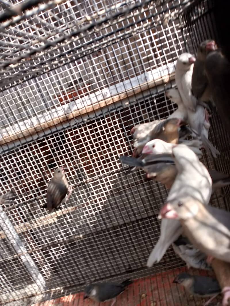 grey or silver java chicks available 0