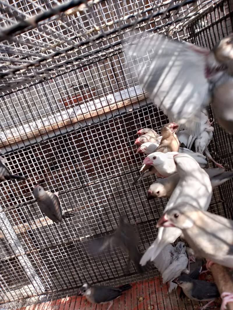 grey or silver java chicks available 1