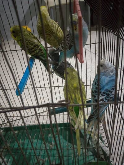 BUDGIES