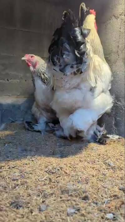 light Colombian brahma breeder pair available
