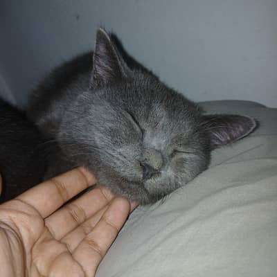 Russian blue kitten for sale