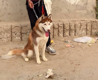 Siberian husky