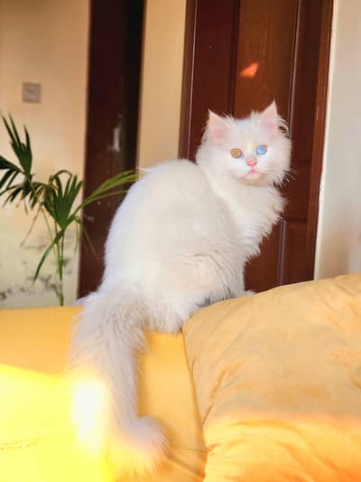 persian male cat