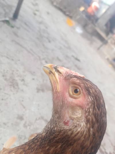 aseel female for sale