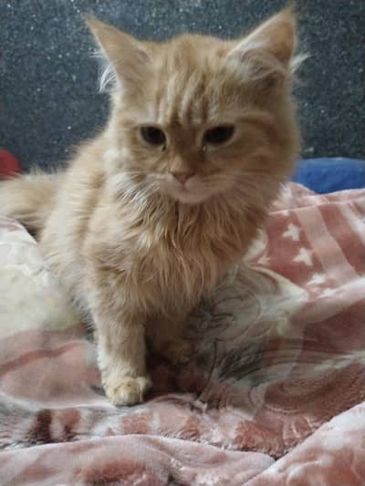 home food and cat food bhi khati hai fluffy food