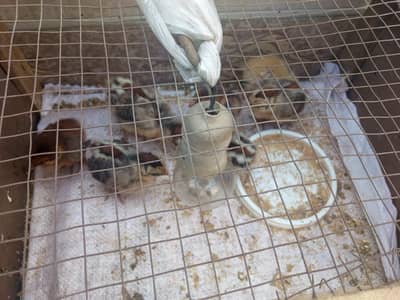 Desi beautiful chicks