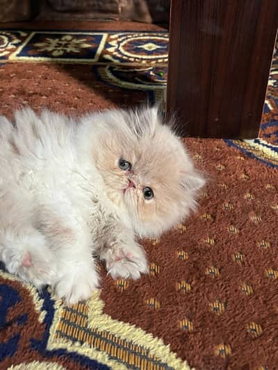 Punch Face Persion kittens