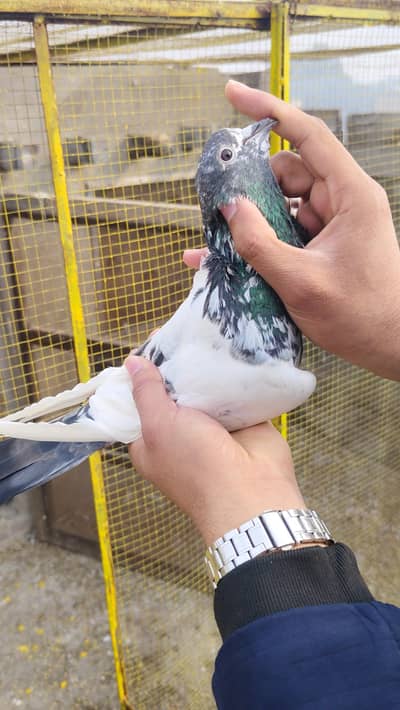 Pure Kasuri + Choha Sialkoti Male