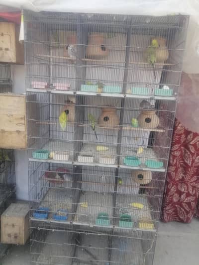 cages and birds for sale