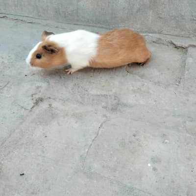 hamster breeder fair 0306==896==5050