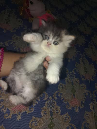 high demand kittens Punch face