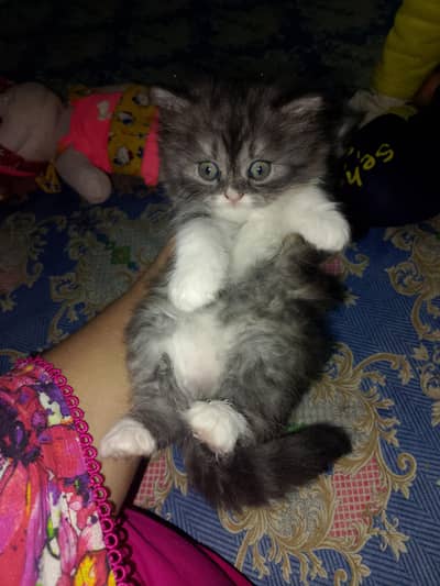 high demand kittens Punch face