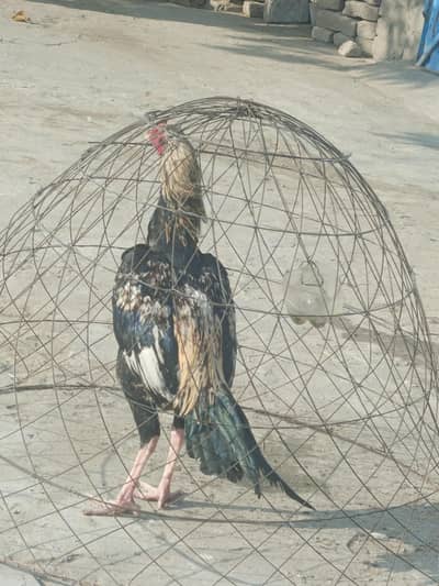 aseel jawa patha for sale