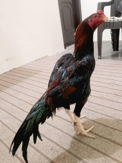 Sindhi Lakha Aseel Patha