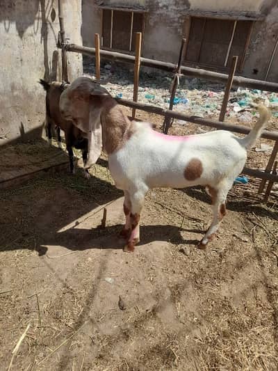 har kisam ki nasal hay sari shol ki cheaz hay 03713020867