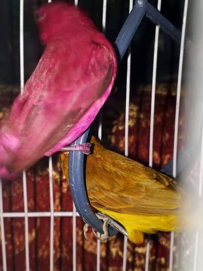 Beautiful strawberry  finch breeding pair