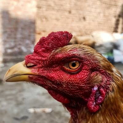 pela sonatol aseel patha