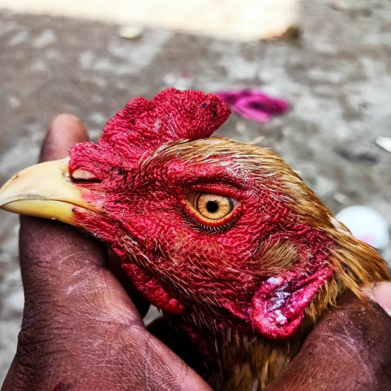 pela sonatol aseel patha 1