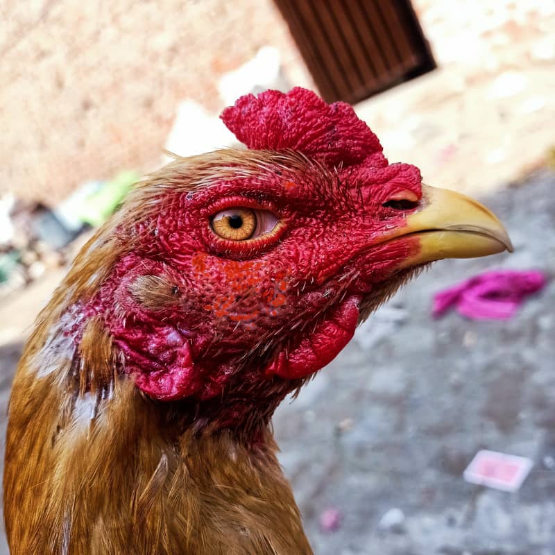 pela sonatol aseel patha 2