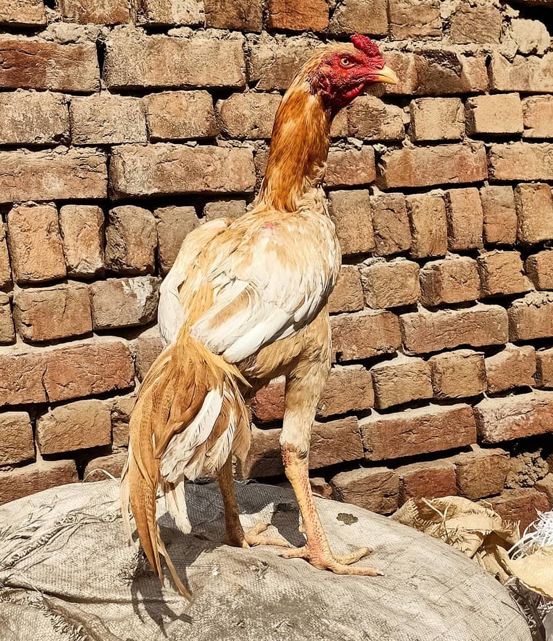 pela sonatol aseel patha 4