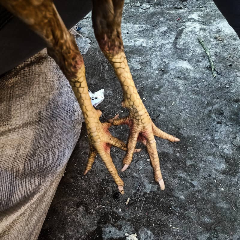 pela sonatol aseel patha 5