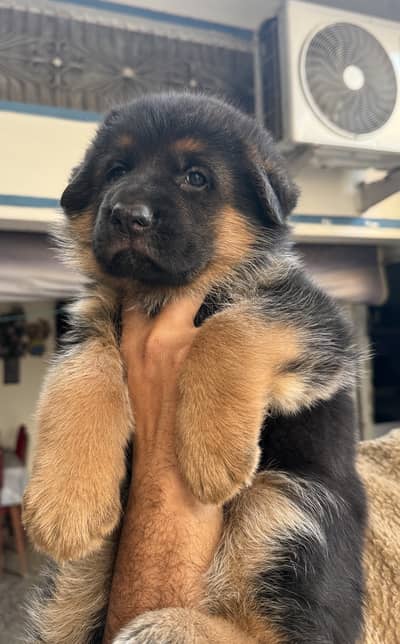 German shepherd Black and Tan puppy
