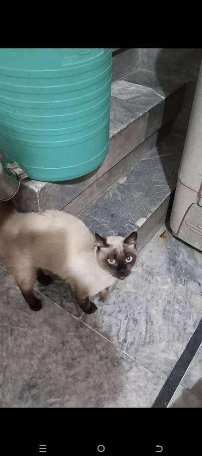 beautifull  siamese cat