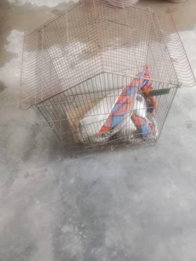 only Whatsapp 03097696184