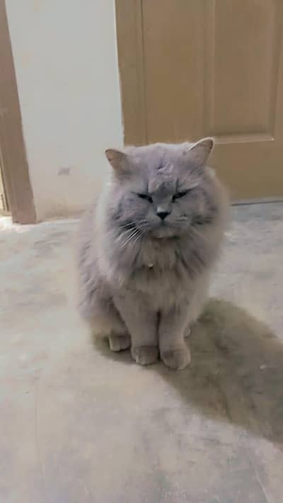 Persian cat male for stud not for sale only stud