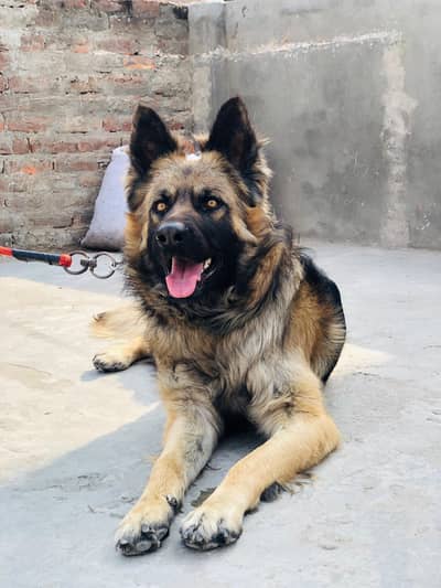 German shepherd dog male triple coat