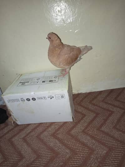 I Want to Sell My King Pigeon