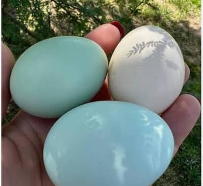 Ameraucana blue & green eggs layer pure breed fertilized eggs availabl