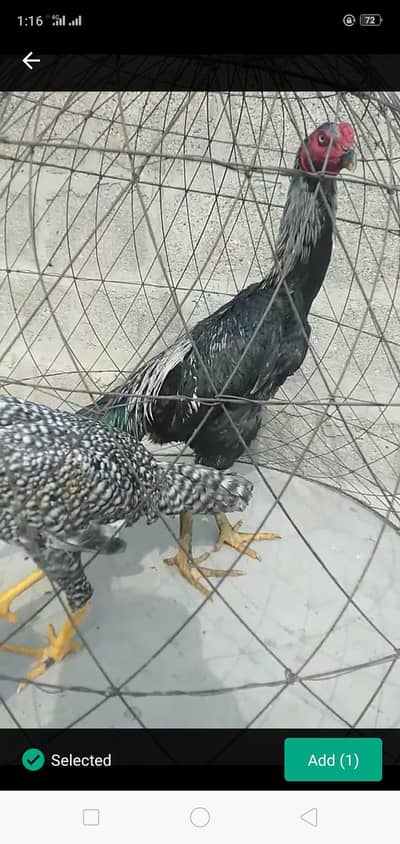 shamo jora for sale location karachi