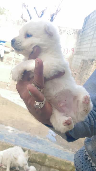 puppy Russian dog male and female male available best quality