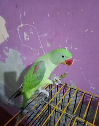Kashmir raw parrot for 9 month age Whatsapp no 0321 8699679